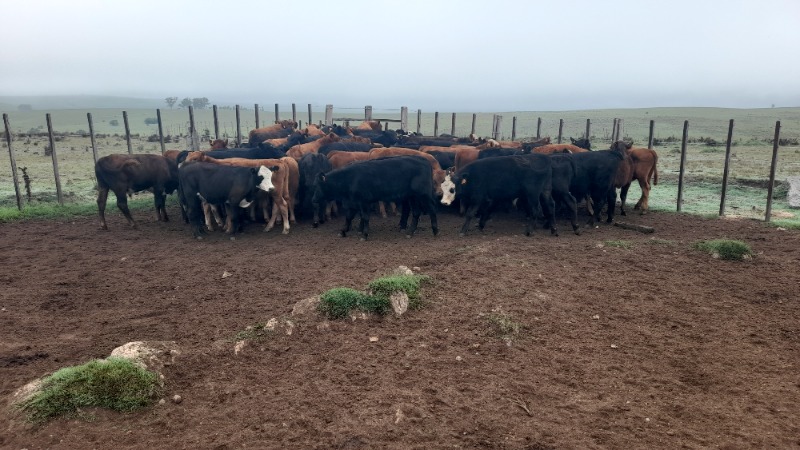 LOTE21 | Lote 14 | Rte.: 186