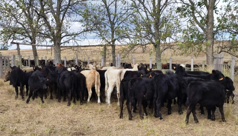 LOTE21 | Lote 73 | Rte.: 186