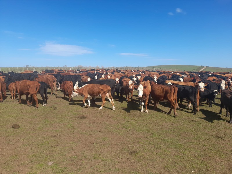 LOTE21 | Lote 136 | Rte.: 186
