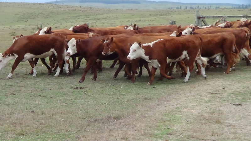 LOTE21 | Lote 152 | Rte.: 186