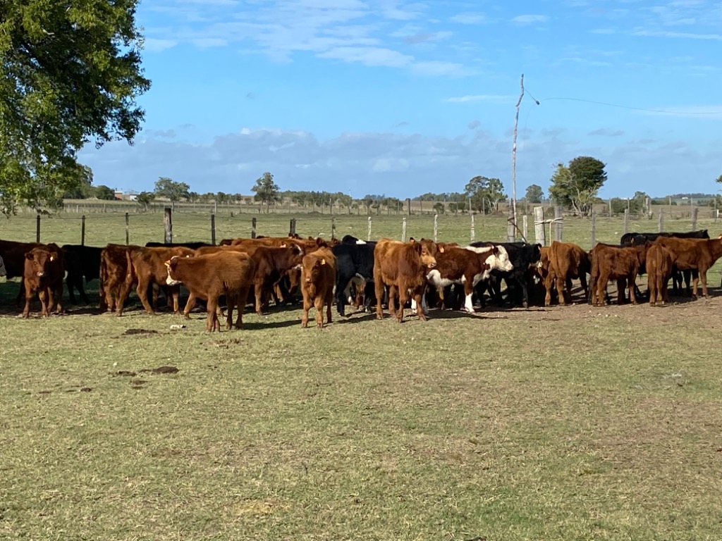 LOTE21 | Lote 7 | Rte.: 189