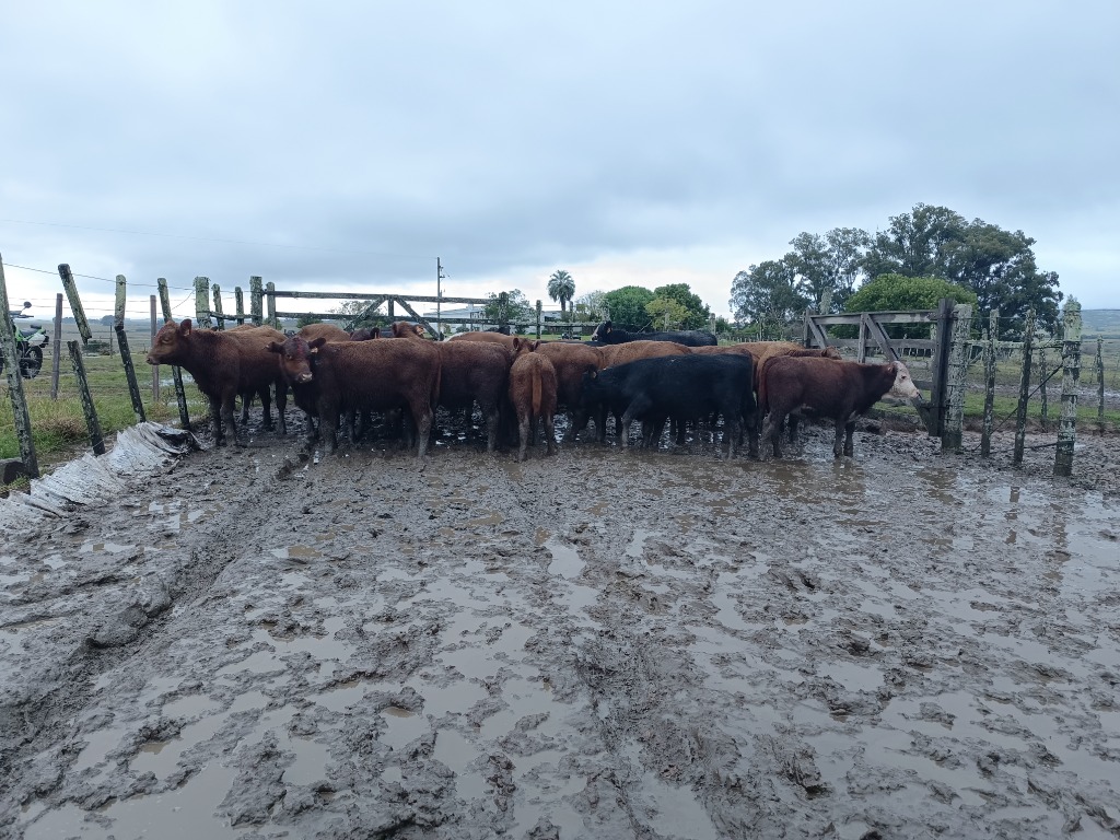 LOTE21 | Lote 40 | Rte.: 209