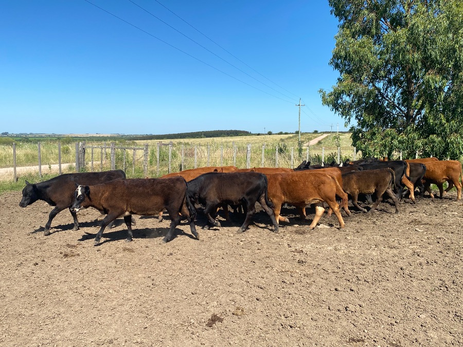 LOTE21 | Lote 23 | Rte.: 219