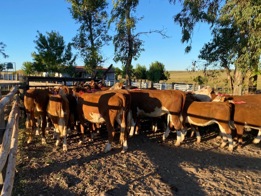 LOTE21 | Lote 29 | Rte.: 220