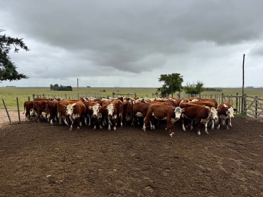 LOTE21 | Lote 87 | Rte.: 220