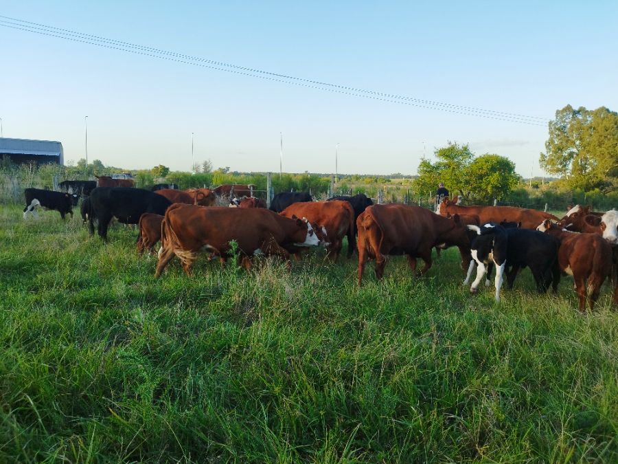 LOTE21 | Lote 123 | Rte.: 220