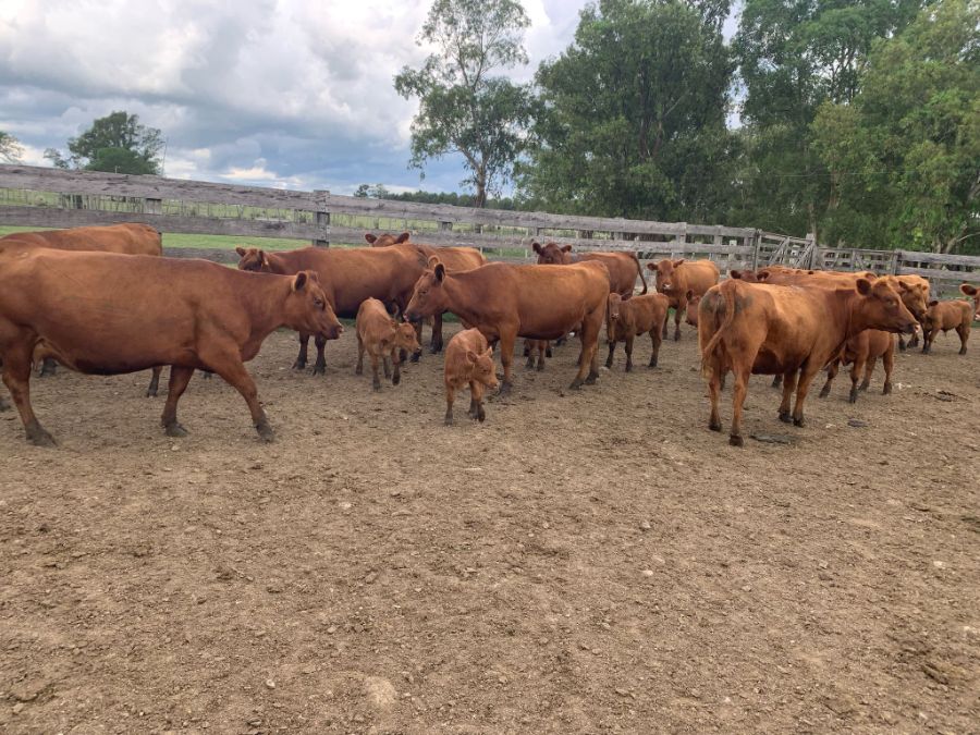 LOTE21 | Lote 34 | Rte.: 223