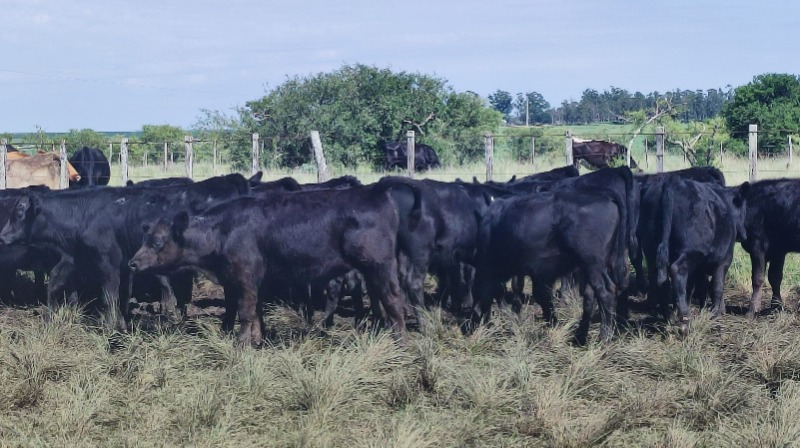 LOTE21 | Lote 4 | Rte.: 223