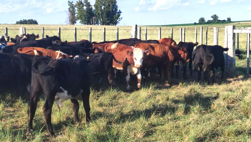 LOTE21 | Lote 55 | Rte.: 223