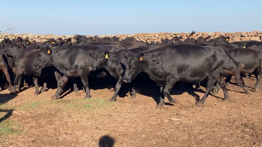 LOTE21 | Lote 36 | Rte.: 223
