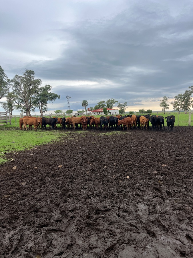 LOTE21 | Lote 98 | Rte.: 223