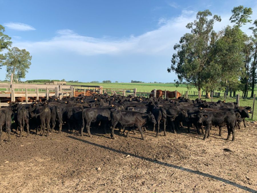 LOTE21 | Lote 8 | Rte.: 223