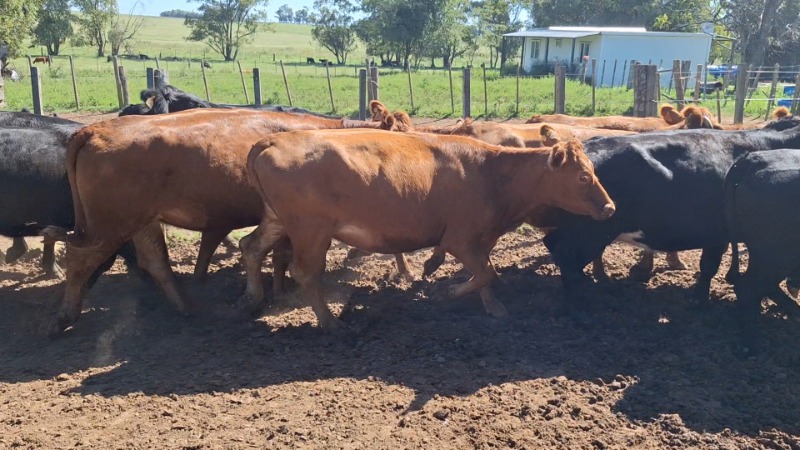 LOTE21 | Lote 129 | Rte.: 223