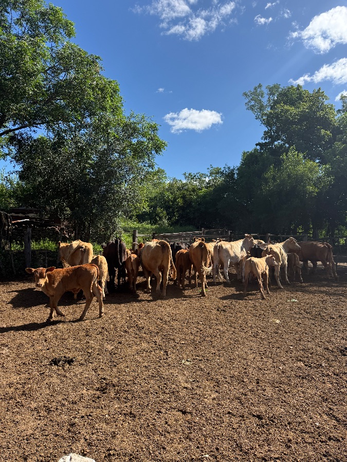 LOTE21 | Lote 62 | Rte.: 241
