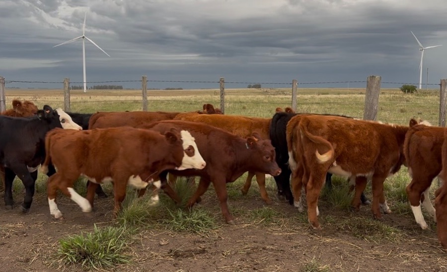 LOTE21 | Lote 186 | Rte.: 245