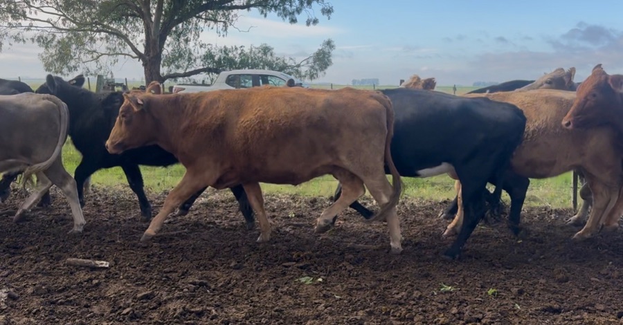 LOTE21 | Lote 186 | Rte.: 249